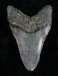 Inch Megalodon Tooth #4357-2